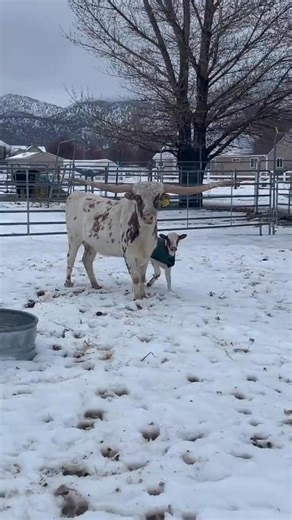 2.8K views · 68 reactions | immaculate video editing courtesy of my daughter, who is funnier than me #cow #ranchlife #cowtok #calf #texaslonghorns #farmlife #fblifestyle | Linda Lapierre | Facebook