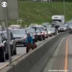 110K views · 524 reactions | MOOSE MAYHEM: When a baby moose got loose on this Alaska highway, several people got out of their cars to try and corral it -- proving to be a bit difficult https://cbsn.ws/2sLtvLj | CBS News | Facebook