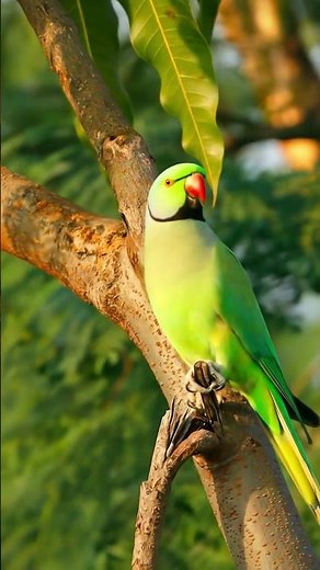 Rose-ringed Parakeet Bird Sounds | 4K Close-Up Call Clip | Instant Wild Parrot Alarm