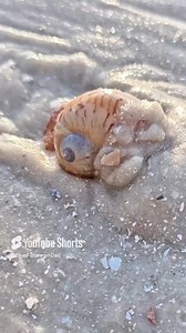 124K views · 1.1K reactions | This seashell of a lifetime was found with Treasure Seekers Shell Tours . To book  https://fareharbor.com/embeds/book/treasureseekersshelltours/?full-items=yes Use Code BBD2025ZY to let them know I sent ya . #florida #travel #seashell #adventure #explore #positivevibes | Beach Bummin Dad | Facebook