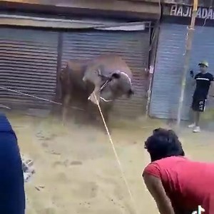 Dangerous 😱 | Pakistan Cow Lovers