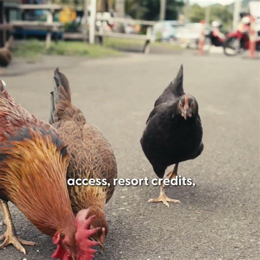 My Holiday | Cook Islands, uninterrupted