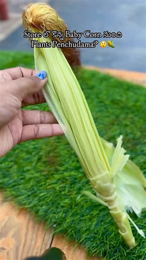 Vasundara kamalla on Instagram: "Grow Baby Corn from its slices !! . . . . . . #GrowBabyCornAtHome #HomeGardenVeggies #GrowYourOwnFood home gardening growing baby corn at home grow baby corn from scratch kitchen garden balcony gardening urban farming organic gardening homegrown vegetables grow your own food vegetable garden garden life edible garden plant lovers green thumb gardening tips seed to harvest terrace garden India backyard farming small space gardening sustainable living fresh harvest