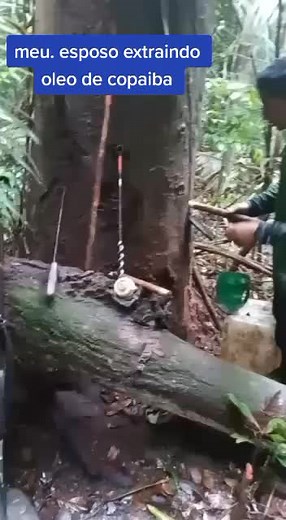 Extracting Oil from Trees: A Step-by-Step Guide