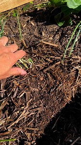 25K views · 228 reactions | Harvest shallot #homegrown #backyardgarden #vegetables #gardening | GrowwithChea | Facebook