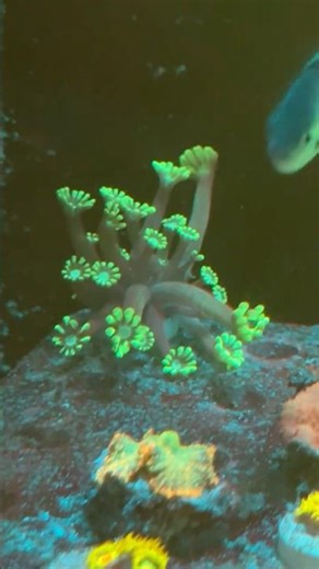 Close up of some of my corals #reef #saltwaterfishtank #viparspectra #phlizon #ATI #T5