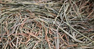 dry grass hay for animal feeding, Dehydrated Dried Grass for hay production in agriculture