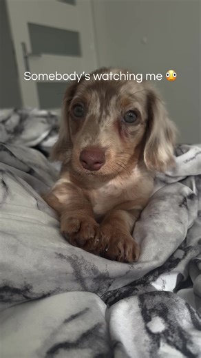 I dont care… #dachshund #minidachshund #fyp #dlaciebie #dc