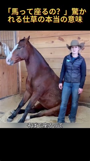 "Do horses sit?" The true meaning behind this surprising behavior #HorseThings #LivingWithHorses ...