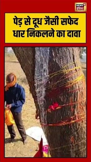 पेड़ से दूध जैसी सफेद धार निकलने का दावा | #Balod | #chattisgarh | #viralnews