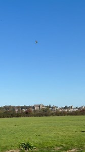 Cleo our Gyr x Saker falcon has finally finished her moult and is looking absolutely stunning! Yesterday was the perfect sunny day to get out for some training #gyrsaker #gyrfalcon #sakerfalcon #falcon #birdsofprey #lure #falconry | HawkingAbout