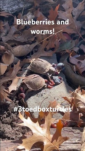 Blueberries and worms for the Baby 3-toed box turtles 🫐🪱