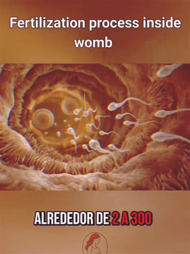 twin fertilization development pregnancy process day by day #journeyjourney #development #pregnant #foryou #babyinwomb #fetaldevelopment #foryoupage #pregnancy #foryou #foryoupageofficiall