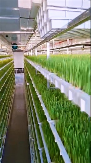 Efficient Fodder Container Farm for All Your Livestock Needs.Perfect for cows, sheep, goats, and more. 🐄🐑🐐 This is the future of feed production in a box. #containerfarm #containerfarming #shippingcontainerfarm #hydroponiccontainer #forrajeverdehidroponico #hidroponico #modularfarm #growcontainer #hydroponics #foddersystem #FodderMachine #cattlefeed #feedinganimal #SproutingSystem #livestockfeed #HorseFeed #SheepFeed #ChickenFeed #dairyfarming #feedcost #sustainablefarming #smartagriculture #