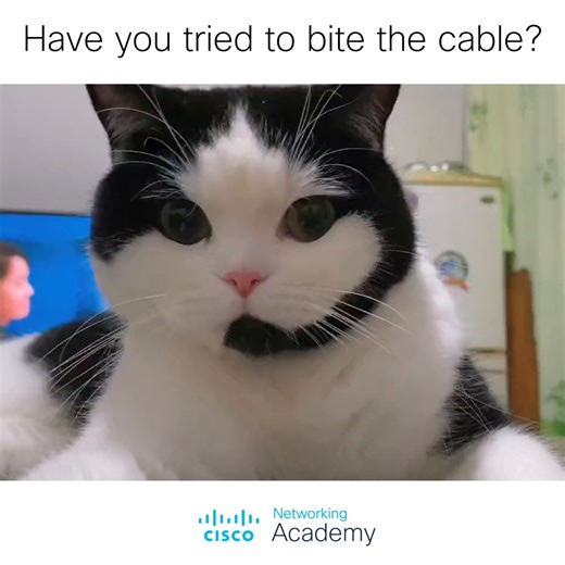 26K views · 327 reactions | When you need technical support and by mistake you call the Cat Center . | Cisco Networking Academy | Facebook