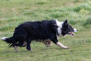 What Does it Mean When a Border Collie Gives Eye? - Dog Discoveries
