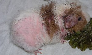 41K views · 103 reactions | WATCH! LICE AND MITES can infest your...