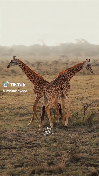 Giraffe Fight: A Wild Encounter in Kenya
