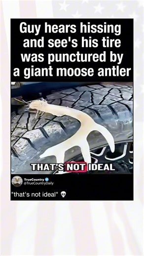 Guy hears hissing and see's his tire was punctured by a giant moose antler