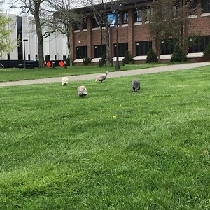 Eastern Campus is always .... alive! | Suffolk County Community College