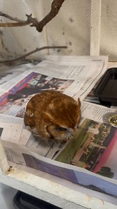 3.2M views · 120K reactions | Volume on-Every night we let Newton out...