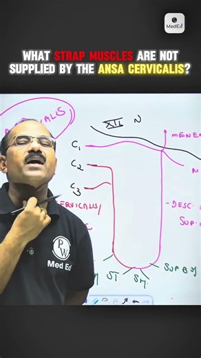 What strap muscles are not supplied by the ansa cervicalis? .#mbbs #neetpg #ansacervicalis #trending