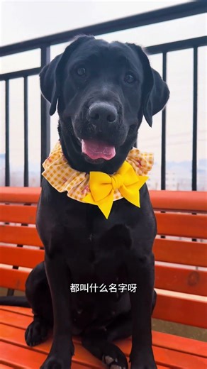 Aunt's Secret Guide to Labrador Love: Daily Dog Care Tips