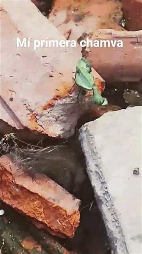 mí primera chamva