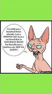 [EP.2] Sphynx Cat - Pet Foolery Dub Comic