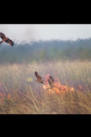 Fire Hawk Fact: The Bird Behind Nature's Flames