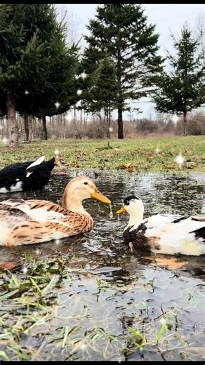 The Special Bond of Backyard Ducks: Tater Tot and Buttercup