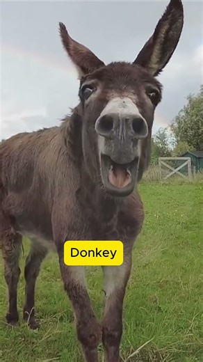 Original Sound of Donkey! #original #birds #animals #birdsounds #wildlife