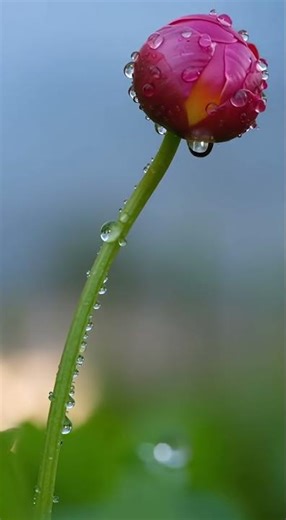 After the Storm: A Flower Blooms—A Calm Moment of Renewal