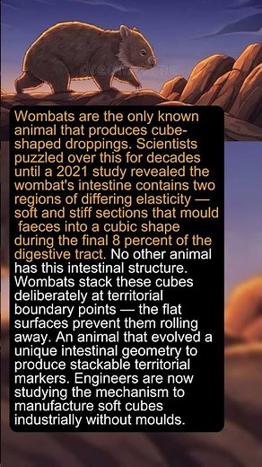 Wombats Are the Only Animal on Earth That Produces Cube-Shaped Droppings #animal