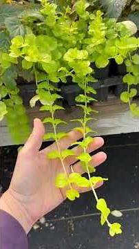 Think Creeping Jenny is Perfect For Pots? Watch This First!