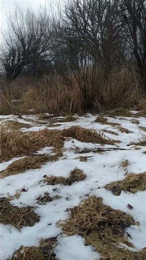 Early Spring: Last Snow Still on the Ground, Bare Trees