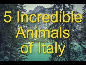 5 Incredible Animals of Italy