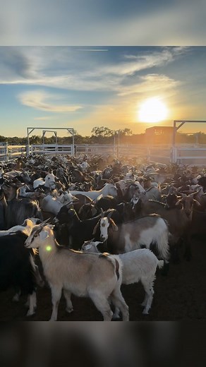 There’s nothing quite like a few good days out mustering rangeland goats with a good team and the dogs 🐕🐐 The country can be rough, the goats are clever, and the dogs are in their element — reading the mob, working the lead, and bringing everything together just right. Watching them do what they love is pretty special. It is important to keep our goat numbers under control to help stop land degradation and save precious feed for the sheep and cattle. And it’s a bit of extra income. We wouldn’t