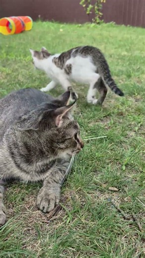 НЕ пролистывай🩷Мурзя и котята