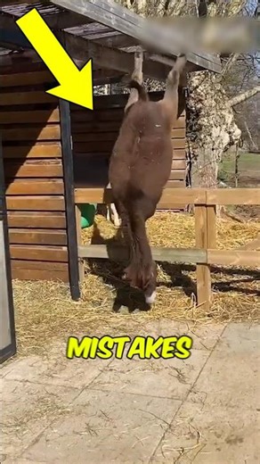Top 5 Animal Fails Caught on Camera 😳🐼#AnimalFails #FunnyAnimals #Top5