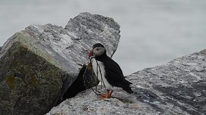 219 reactions · 40 shares | Seabirds are in crisis: populations have declined by 70 percent since 1950. Forage fish are still not included in federal fisheries management, leaving this food source that seabirds rely on vulnerable to overfishing. Urge your U.S. Representative to support the Forage Fish Conservation Act today. | National Audubon Society | Facebook