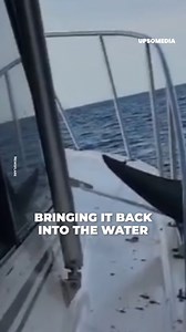 A fishing boat accidentally caught a shark, unleashing panic among the crew. The animal got stuck next to the passengers. | The Kiwi