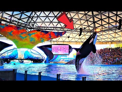 Seaworld San Antonio Orca Encounter Full Show