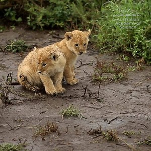 10K reactions · 7.5K shares | LIKE our page for more videos and breaking science news | Australian Academy of Science | Facebook