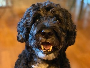 Issy Is Princeton's Pet Of The Week