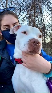 Pepe has A LOT of best friends here at the PSPCA. He's a volunteer and staff favorite, and he is so, so, so very smart. But, he struggling in the kennel environment. Pepe needs an active home where he can get mental and physical exercise, and then he is more than happy to snuggle with you on the couch and cuddle. Can you help Pepe find his best #furever friend? | Pennsylvania SPCA