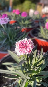 Flower Crew Nepal on Reels