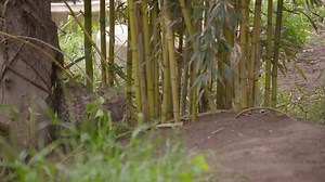 11K views · 73 reactions | SO CUTE! Two adorable and rare Amur leopard cubs played in their habitat at the San Diego Zoo. (Video courtesy: San Diego Zoo) Story: https://bit.ly/2LboXV5 | KUTV 2News | Facebook