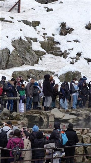 The World's Most Relaxing Spa 🐒❄️ #babymonkey #snowmonkey