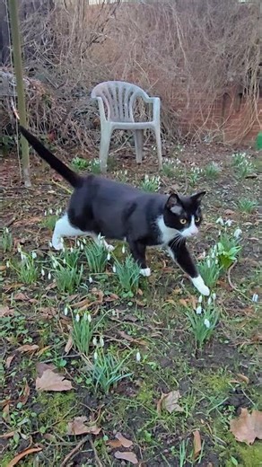 Schneeglöckchen #cat #allejahrewieder #happy #katze #flowers #blumen #fruhling #sunshine #outside